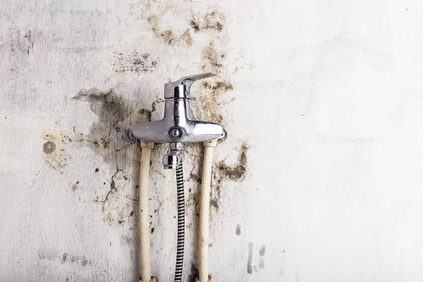 Best Local Mold Removal Service  in Penn Wynne, PA