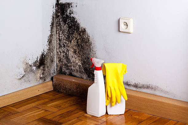 Best Attic Mold Removal  in Penn Wynne, PA