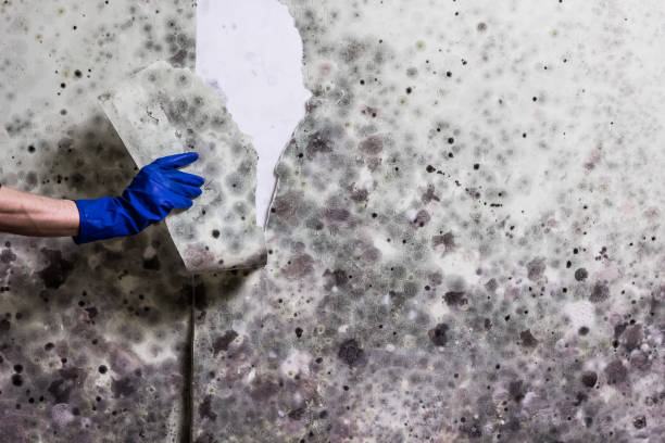 Office Mold Removal Services in Penn Wynne, PA