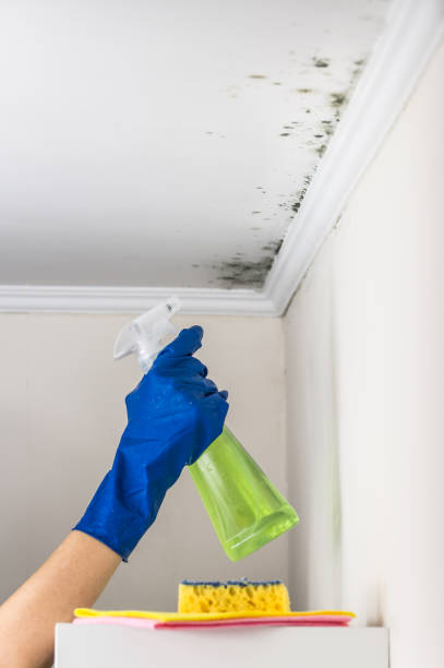 Attic Mold Removal in Penn Wynne, PA